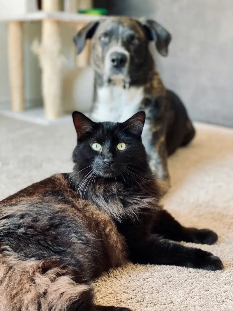 Un chat noir et un chien couchés ensemble sur un tapis.