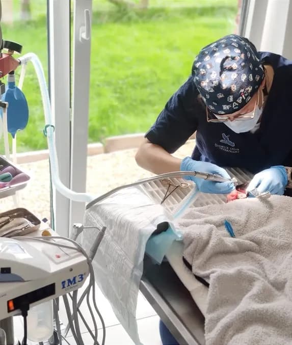 Vétérinaire opérant un animal anesthésié sur une table de soins équipée d'un bloc dentaire.