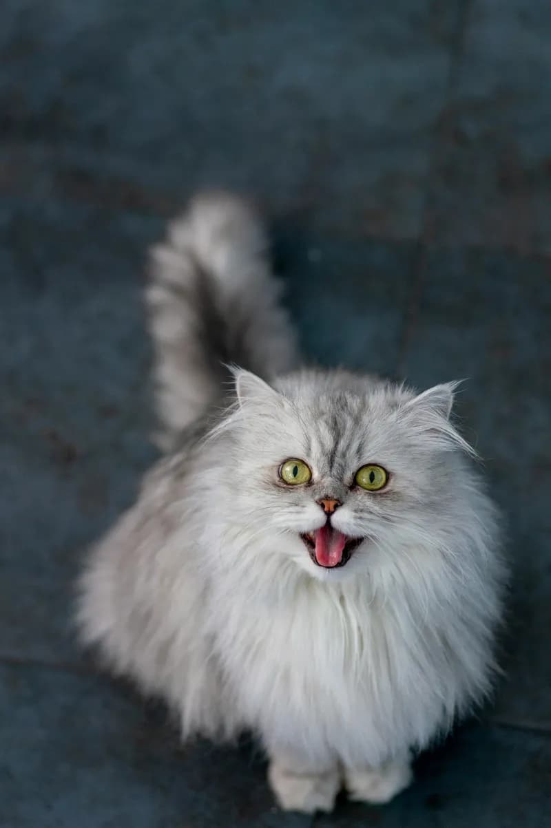 Un chat persan gris et blanc assis, gueule entrouverte.